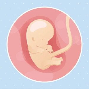 Imagen ilustrativa del desarrollo de un feto humano a las 10 semanas de embarazo.