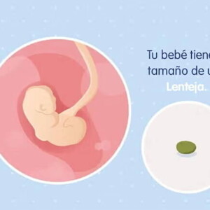 Imagen ilustrativa del desarrollo de un embrión humano a las 4 semanas de embarazo.