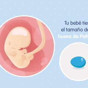 Imagen ilustrativa del desarrollo de un embrión humano a las 8 semanas de embarazo.