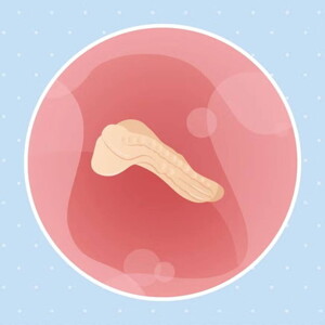 Imagen ilustrativa del desarrollo de un embrión humano a las 3 semanas de embarazo.