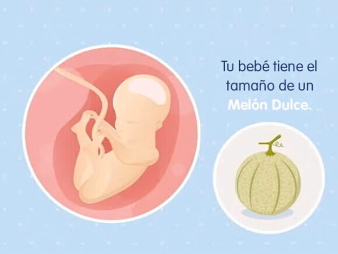 Imagen ilustrativa del desarrollo de un feto humano a las 25 semanas de embarazo.
