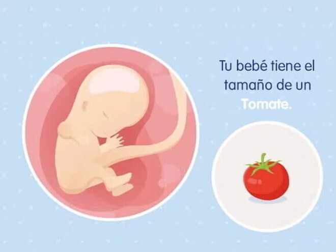 Imagen ilustrativa del desarrollo de un feto humano a las 11 semanas de embarazo.
