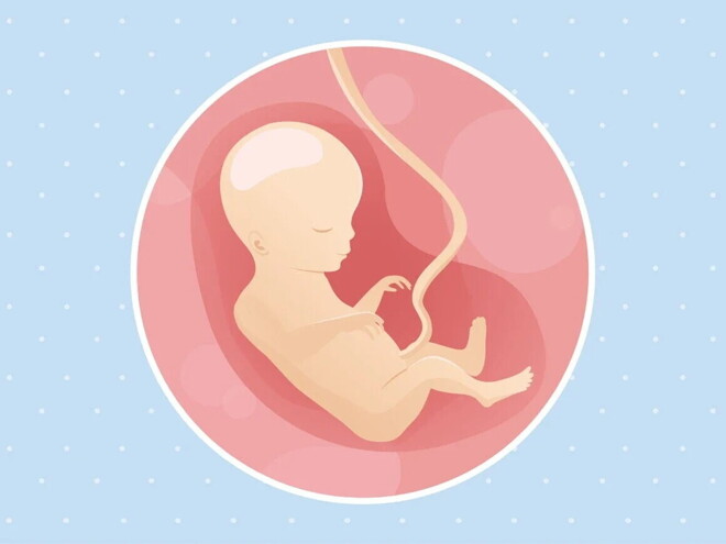 Imagen ilustrativa del desarrollo de un embrión humano a las 18 semanas de embarazo.