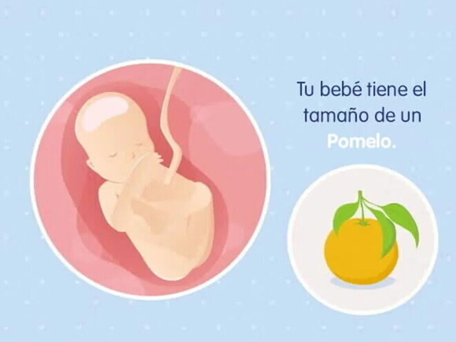 Imagen ilustrativa del desarrollo de un feto humano a las 19 semanas de embarazo.