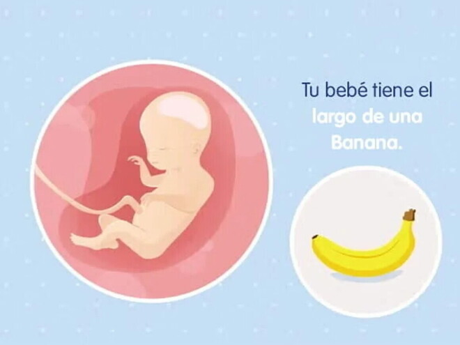 Imagen ilustrativa del desarrollo de un embrión feto a las 20 semanas de embarazo.