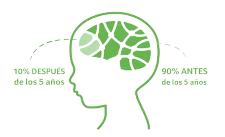 Desarrollo Cerebral Ascenda